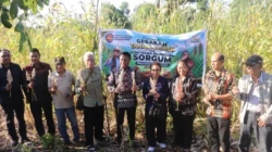 panen sorgum