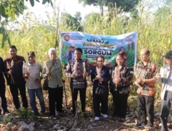 Bupati Paulus Henuk Pimpin Panen dan Gerakan Tanam Sorgum, Rote Ndao Perkuat Ketahanan Pangan