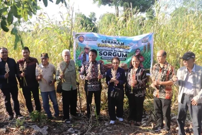 panen sorgum
