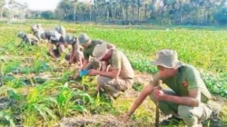 Brimob NTT, Rawat Tanaman Jagung