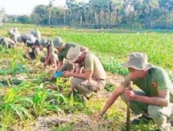 Brimob NTT Gencarkan Ketahanan Pangan, Rawat Tanaman Jagung Bersama Petani di Rote Ndao